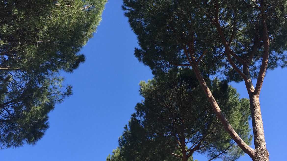 Alberi monumentali da Venezia a Verona