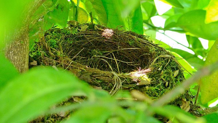 I nidi degli uccelli