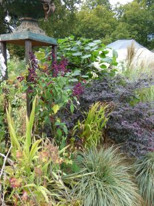 Loropetalum chinense e salvia