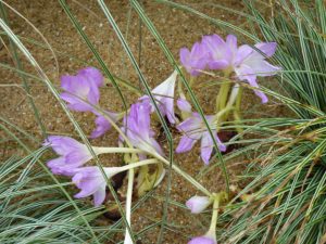 Colchicum autumnale