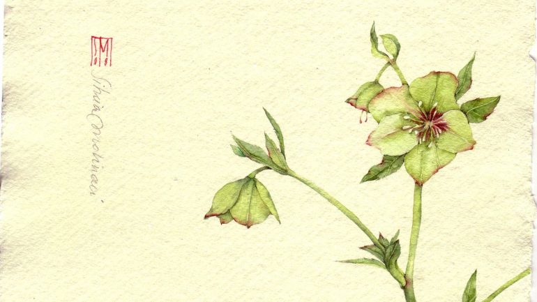 Helleborus viridis e altri ellebori verdi