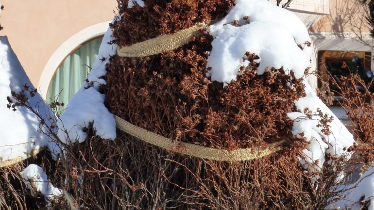 Come preparare gli arbusti alla neve