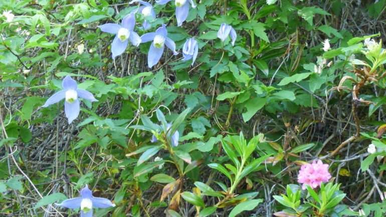 Le lanternine blu di Clematis alpina