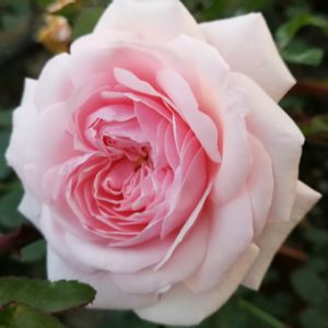 Rosa ‘Awakening’