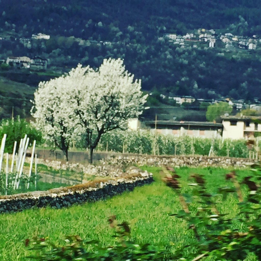 Villanova Sull'arda Piacenza Festa Dei Ciliegi In Fiore 2022