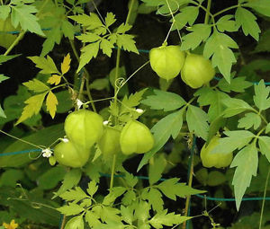 Palloncini verdi: Cardiospermum halicacabum o grandiflorum?
