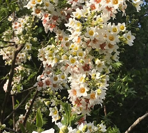 Xanthoceras sorbifolium, raro arbusto cinese