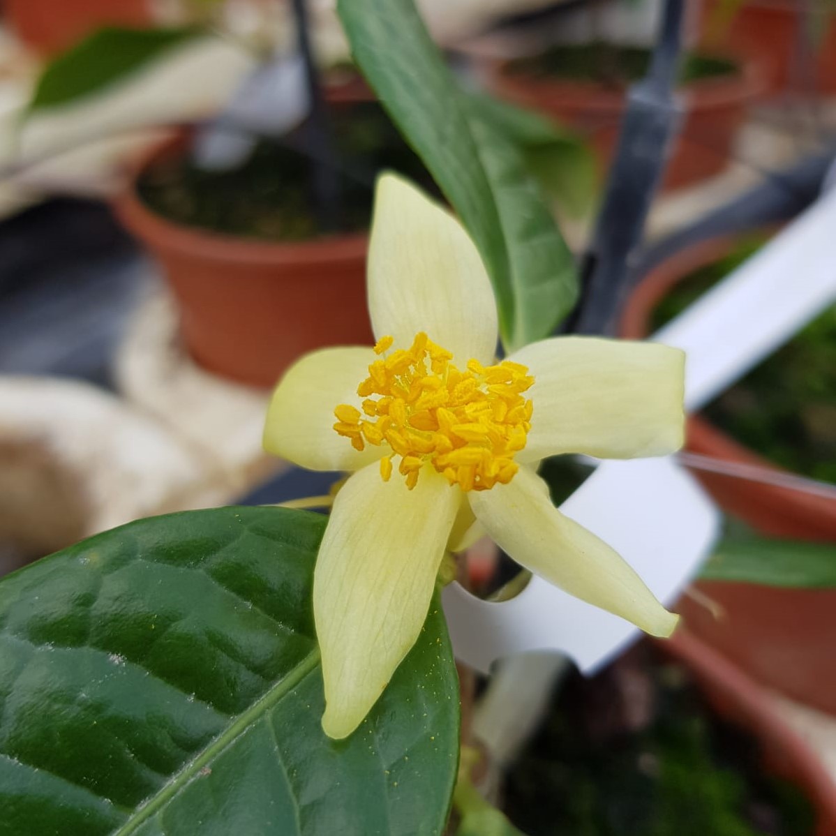 Microcarpa | Italian Botanical Trips