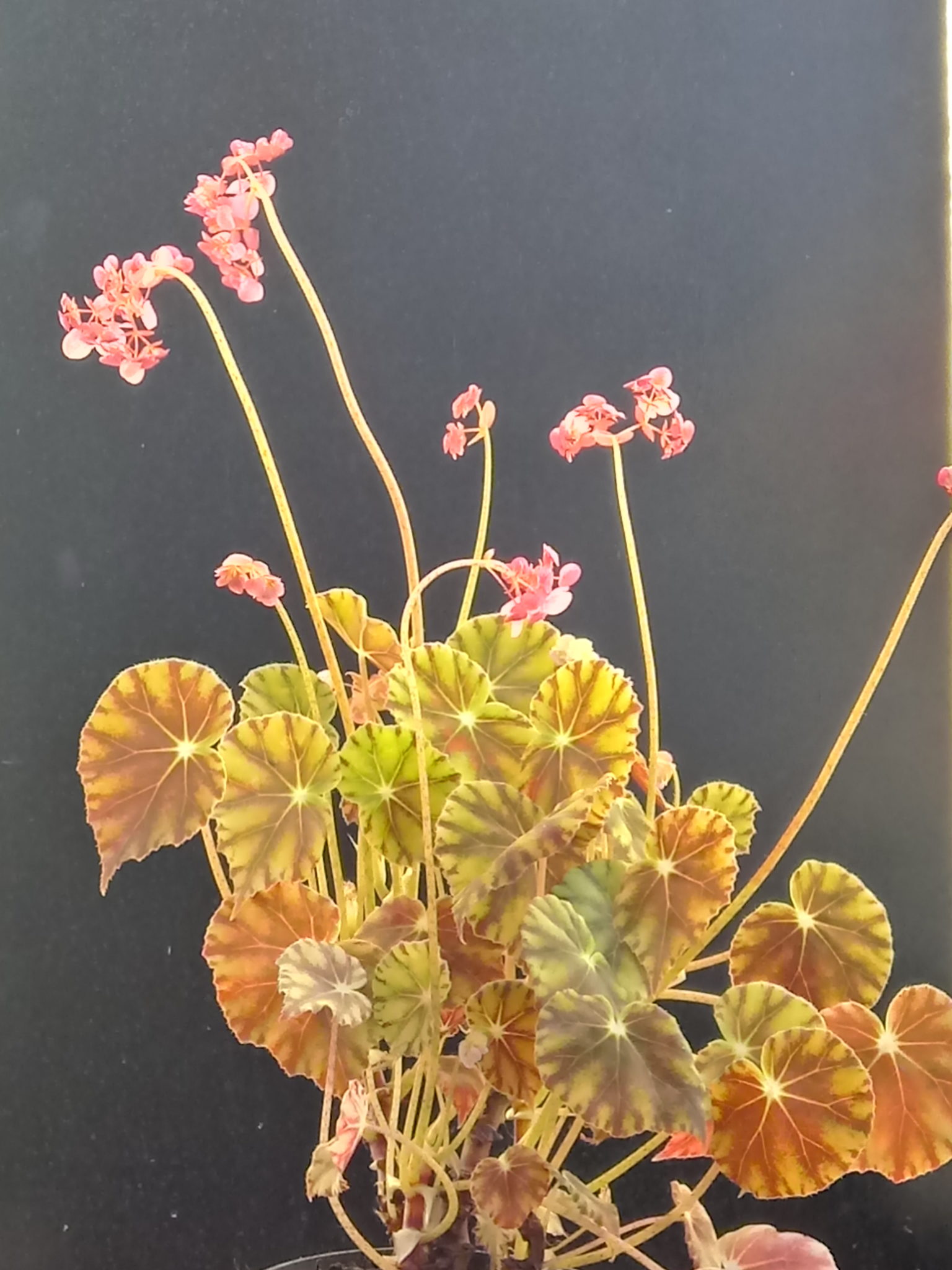 Una begonia molto carina Begonia mazae nigricans Italian Botanical Trips