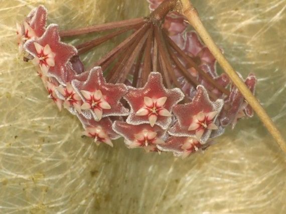 Fiori di cera rosa: Hoya pubicalyx ‘Silver Pink’