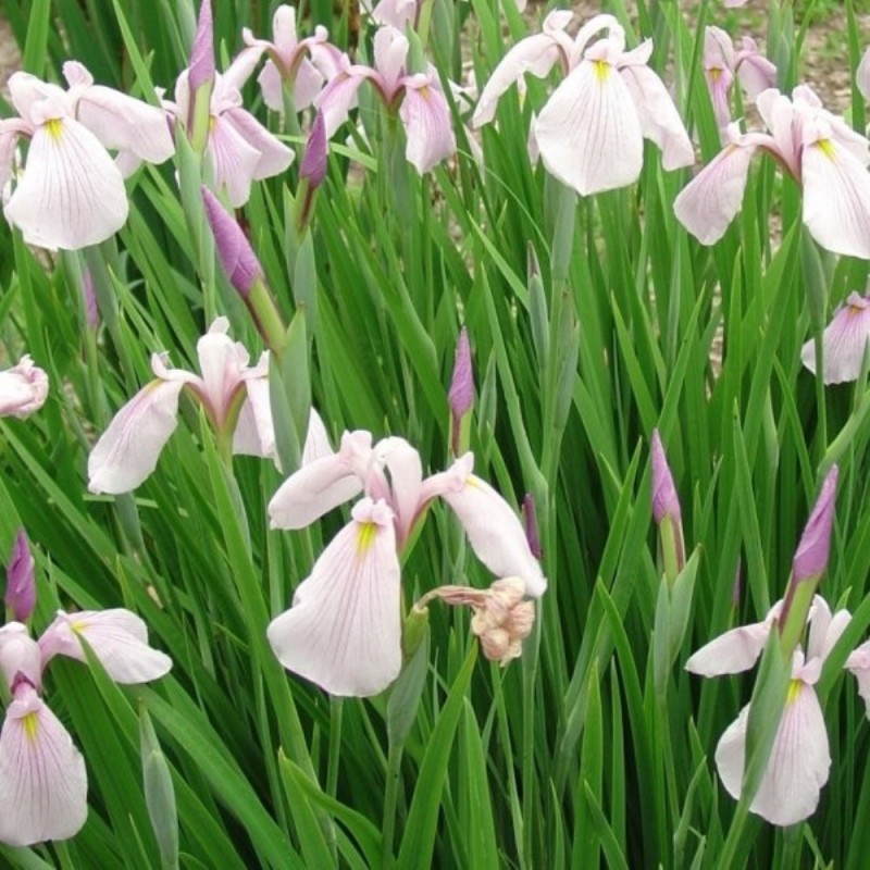 iris-ensata-rose-queen | Italian Botanical Trips