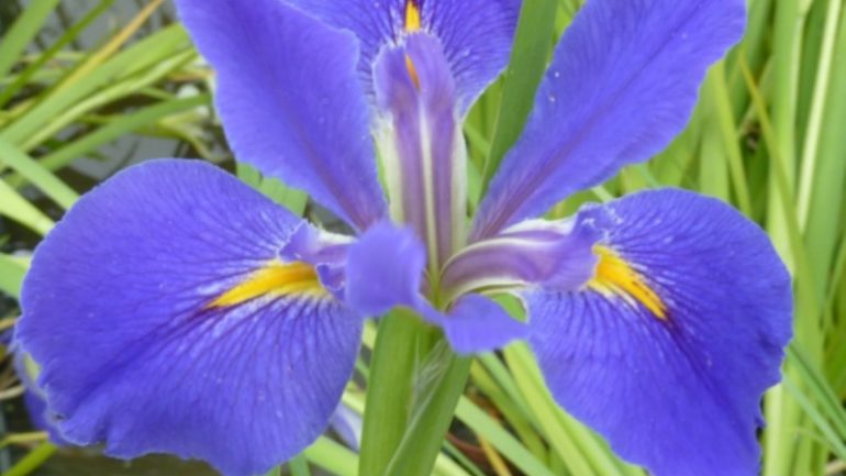 Le Iris d’acqua di Arborea Farm