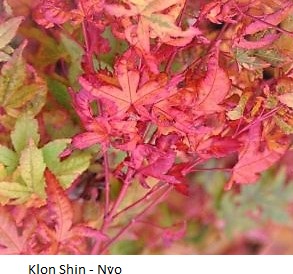 Acer palmatum ‘Shin-nyo’, il trasformista