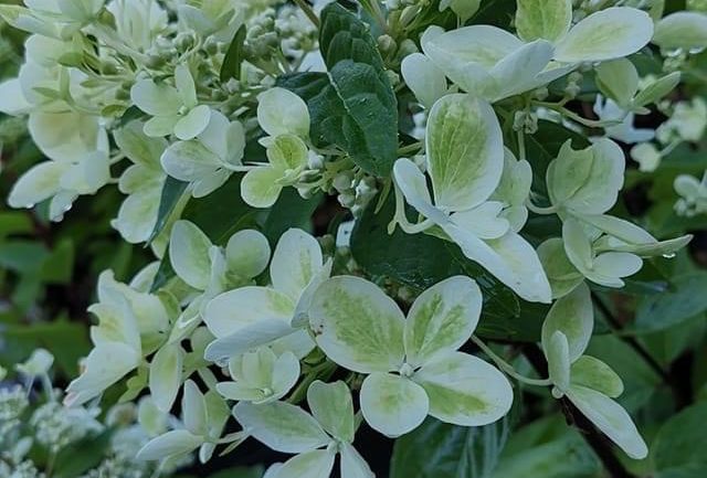 Un’ortensia verde giada: Hydrangea paniculata ‘Pastel Green’