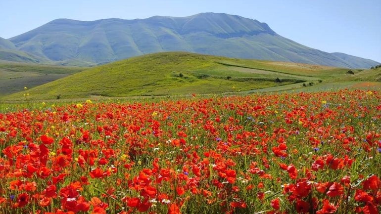 I meravigliosi campi fioriti di Castelluccio di Norcia