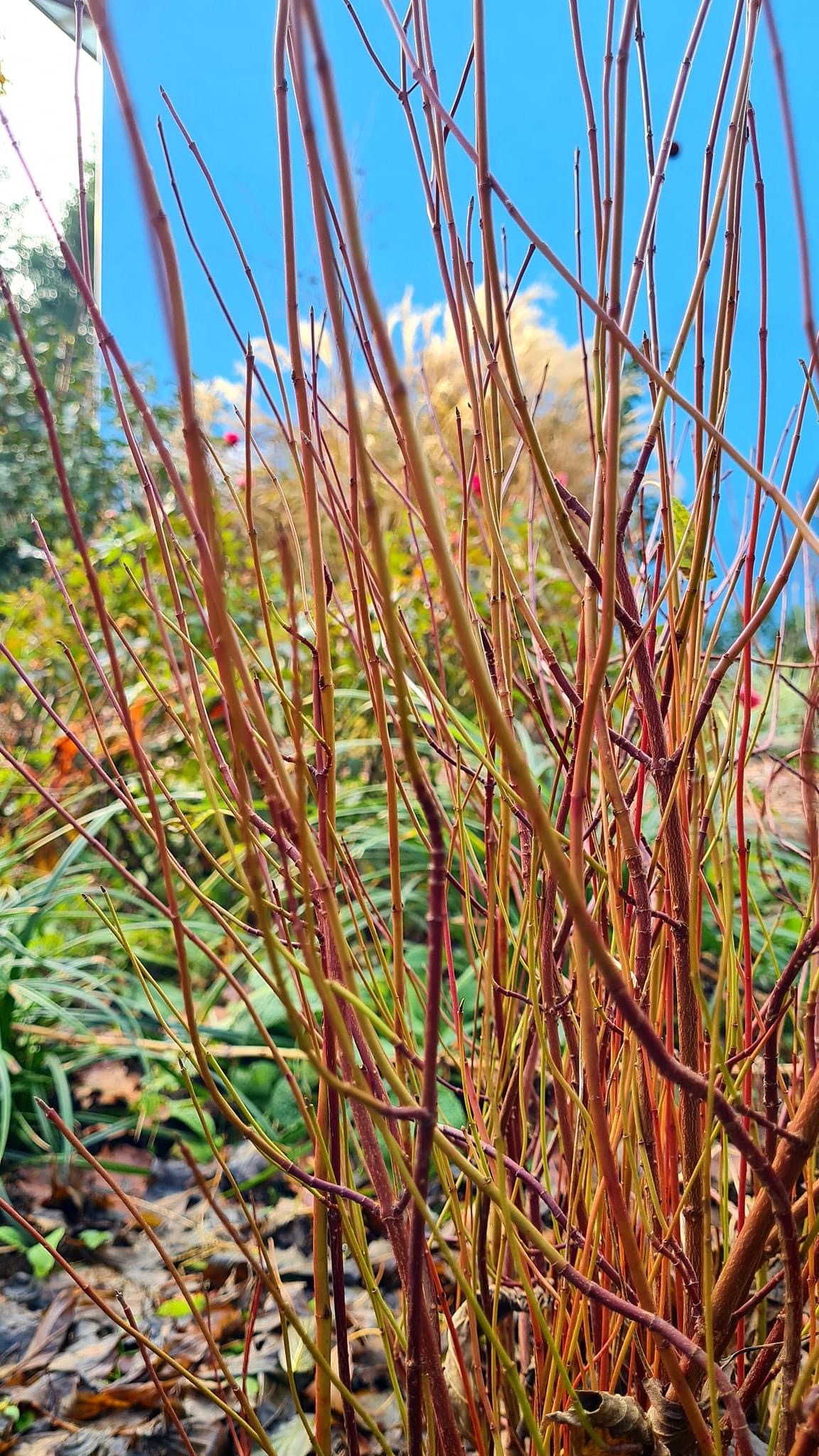 Cornus sericea 'Cardinal' Italian Botanical Trips