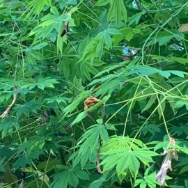 La suggestiva Manihot palmata Italian Botanical Trips