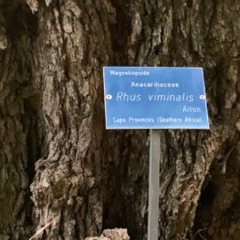Rhus viminalis o Searsia pendulina, alberello da scoprire Italian