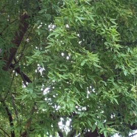 Rhus viminalis o Searsia pendulina, alberello da scoprire Italian