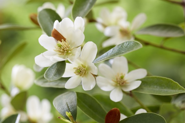 Magnolia laevifolia ‘Vanilla Pearls’, una deliziosa magnolia arbustiva