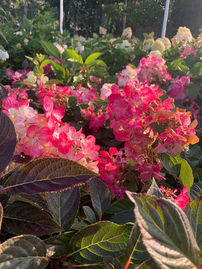 Hydrangea paniculata 'Diamond Rouge' copia | Italian Botanical Trips