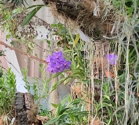 L’Orchidarium di Estepona