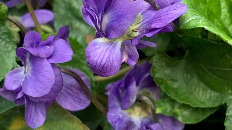 ‘Violetta di Udine’ e ‘Viola Conte di Brazzà’, violette stradoppie e profumatissime