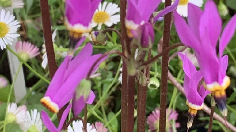 L’adorabile Dodecatheon pulchellum ‘Red Wings’